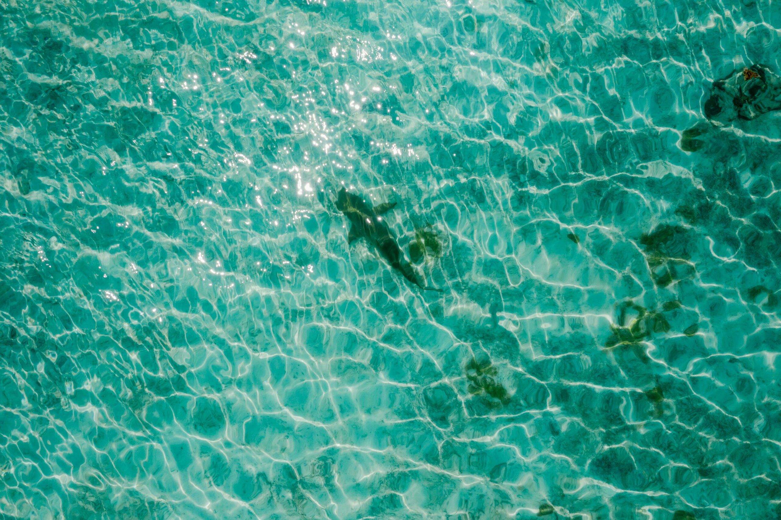 Shark drone overhead shot